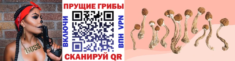 где найти   Бавлы  Псилоцибиновые грибы мицелий 